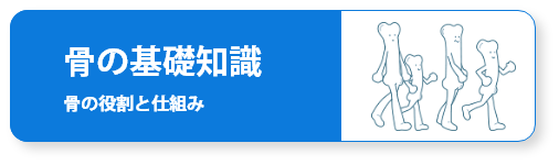 骨の基本知識～骨の役割と仕組み～